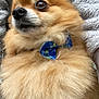 animal, bow_tie, brown_fur, close_up, companion, cozy, cute, cute_pet, dog, domestic_animal, face, fluffy, furry, indoor, looking_away, pet, pomeranian, portrait, small_dog, soft