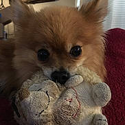 Gunnar joined the competition — help win amazing prizes! animal, brown_fur, close_up, comfort, cozy, cute, dog, ears, face, furry, home, indoor, nose, pet, plush, red_blanket, relaxed, soft, stuffed_toy, toy