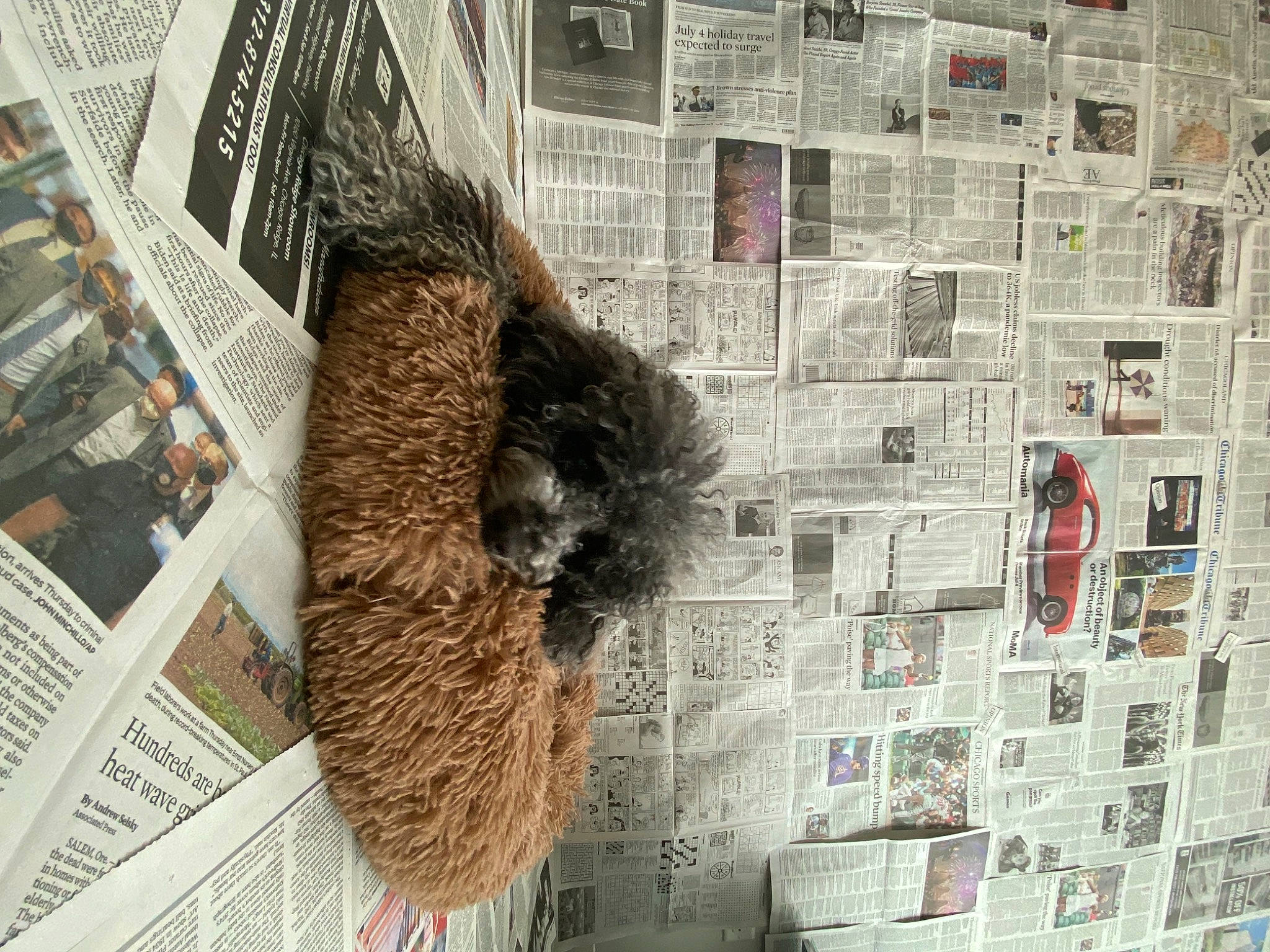 Modest is registered to the contest to win money with this photo: brick, fashion_design, feather, flooring, font, fur, fur_clothing, grey, natural_material, newspaper, pattern, publication, room, sporting_group, textile, tree, trunk, visual_arts, wood, wool