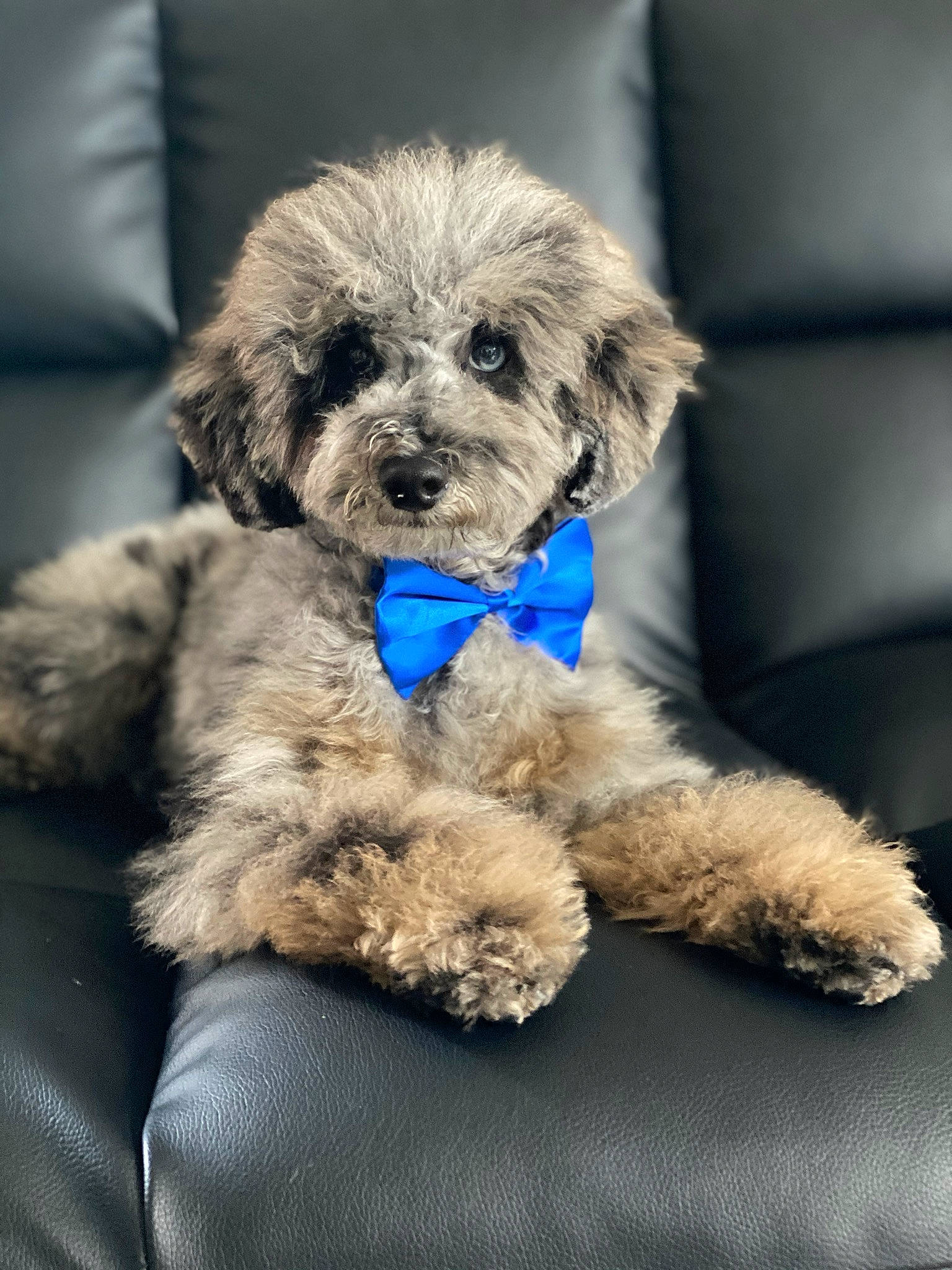 Modest is registered to the contest to win money with this photo: carnivore, collar, companion_dog, dog, dog_breed, dog_collar, dog_supply, electric_blue, fur, labradoodle, liver, maltepoo, shih_poo, small_terrier, snout, sporting_group, terrier, toy_dog, water_dog, working_animal