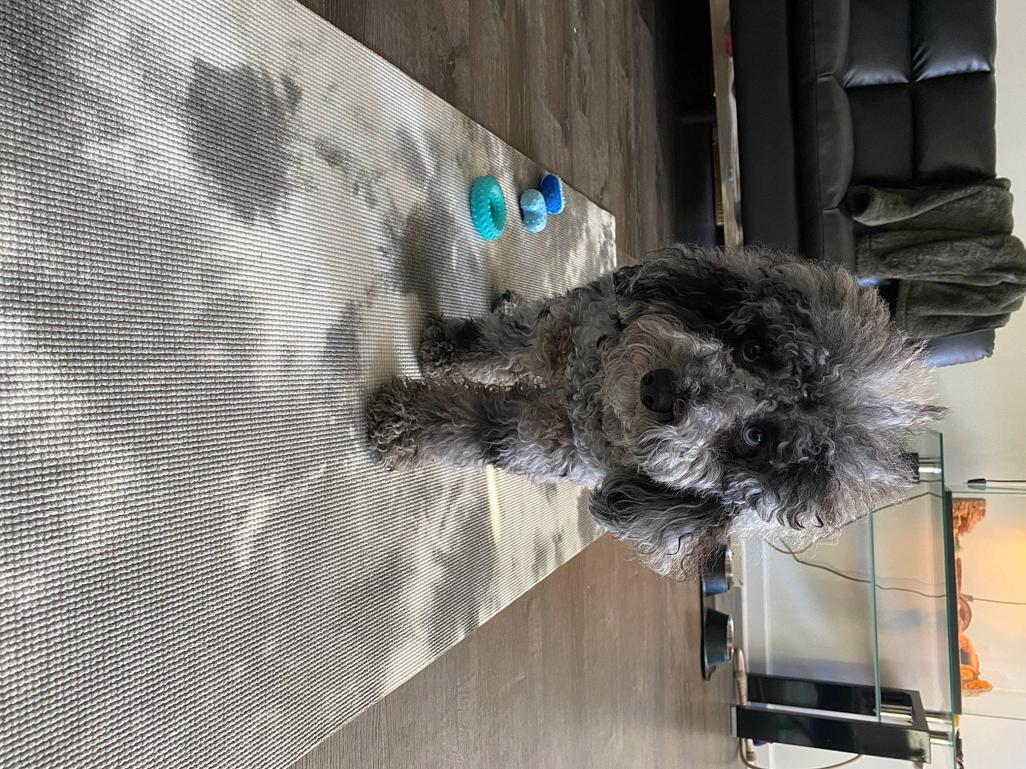 Modest is registered to the contest to win money with this photo: art, canidae, carnivore, dog, dog_breed, felidae, fur, glass, grey, mammal, mesh, pattern, small_to_medium_sized_cats, snout, sporting_group, tail, tree, vertebrate, window, wood