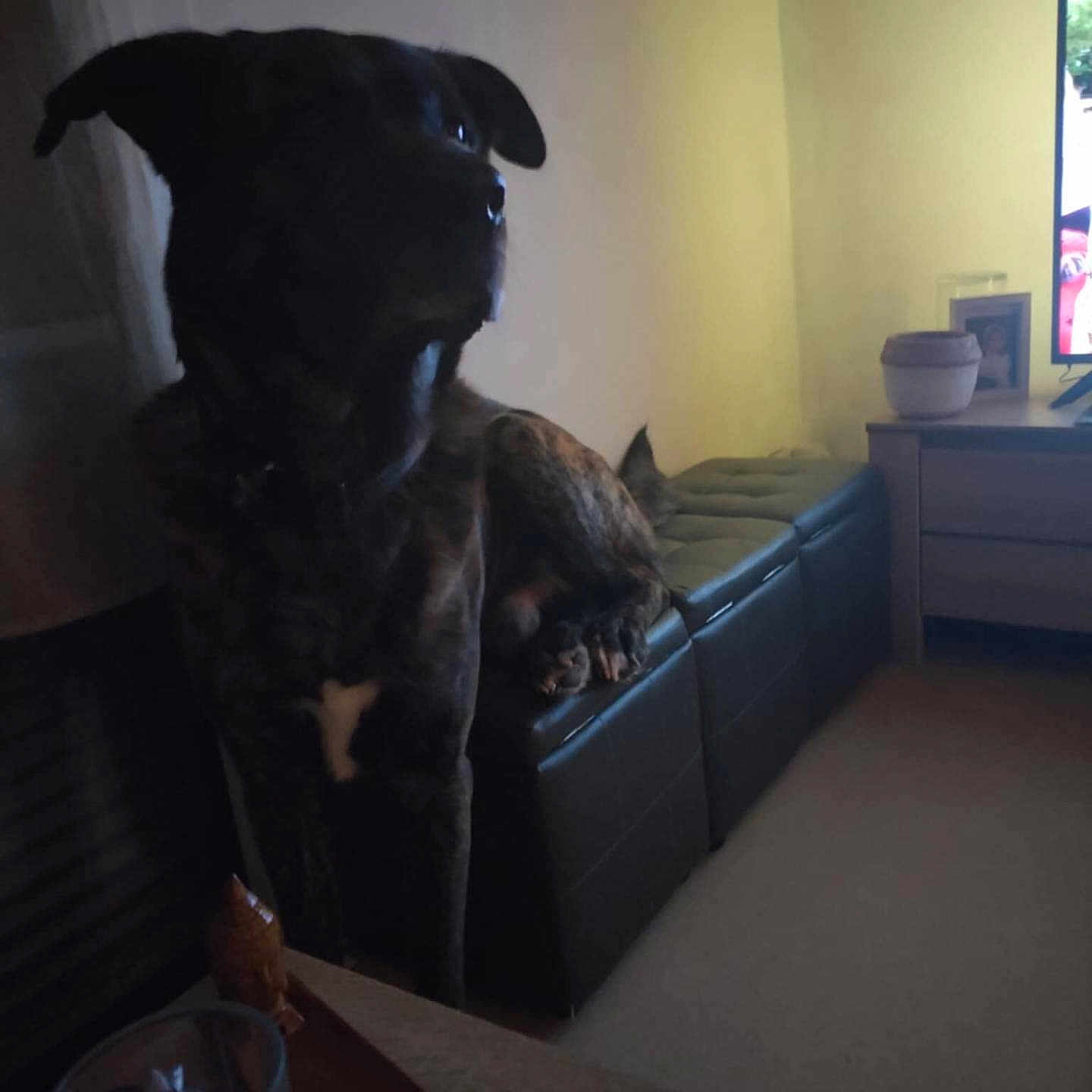 Sopratt a rejoint le concours — aidez-le/la à gagner de superbes lots ! animal, architecture, ball, building, canine, cat, couch, dog, furniture, indoors, interiordesign, livingroom, pet, plant, pottedplant, puppy, room, sport, tennis, tennisball