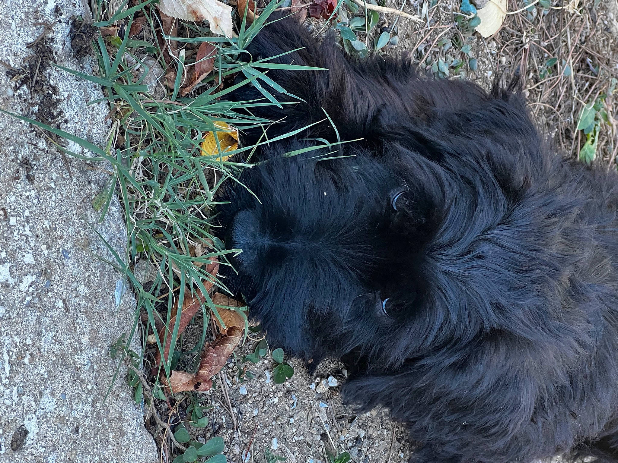Tony a rejoint le concours — aidez-le/la à gagner de superbes lots ! carnivore, dog_breed, foot, fur, grass, snout, soil, sporting_group, terrestrial_animal