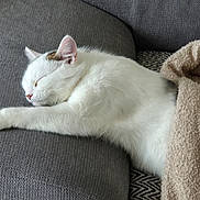 Blanche participe au concours pour gagner de l'argent avec cette photo : animal, blanket, cat, comfort, couch, cozy, cute, ear, feline, fur, home, indoor, nap, peaceful, pet, relaxation, resting, sleeping, soft, white_fur