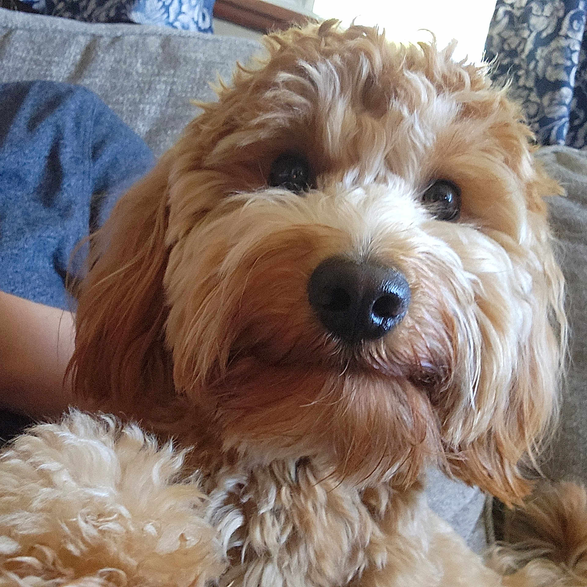 Ernie joined the competition — help win amazing prizes! airedale, animal, architecture, building, canine, chair, cockerspaniel, couch, cushion, dog, furniture, homedecor, hound, person, pet, poodle, puppy, sleeping, terrier, whitedog