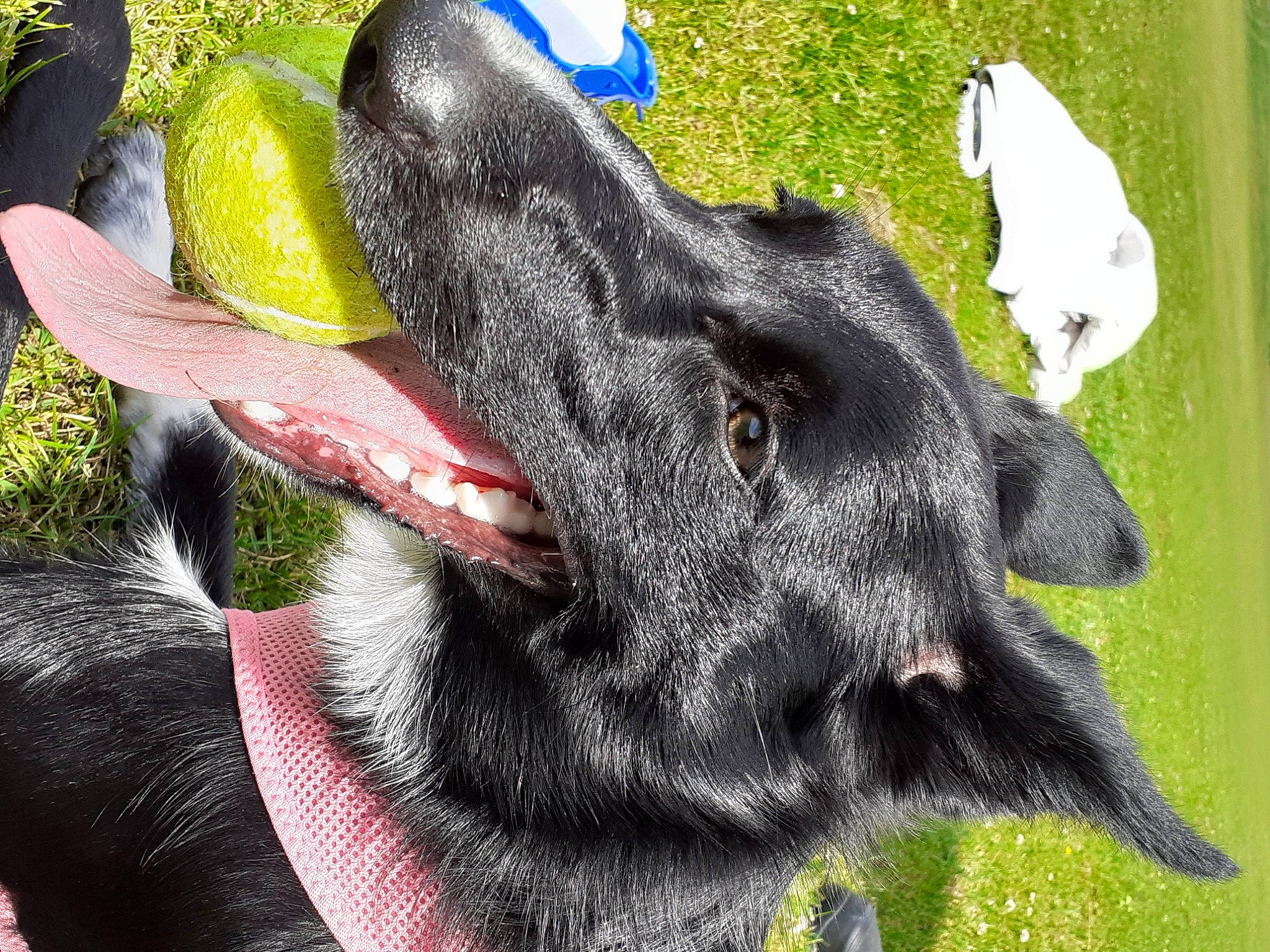 Connie joined the competition — help win amazing prizes! canidae, grass, plant, snout, sporting_group, working_animal