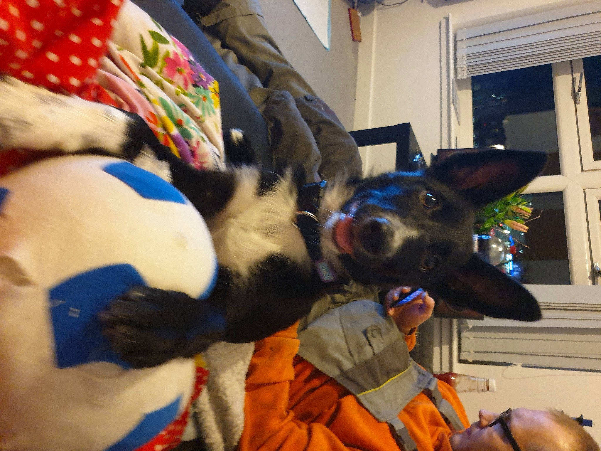 Connie is registered to the contest to win money with this photo: boston_terrier, canidae, carnivore, companion_dog, dog, dog_breed, ear, fawn, french_bulldog, non_sporting_group, rat_terrier, snout, toy_dog, toy_fox_terrier