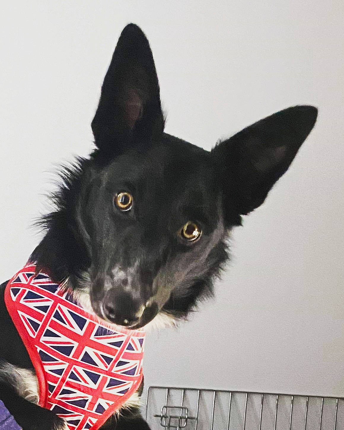 Connie is registered to the contest to win money with this photo: australian_kelpie, canidae, carnivore, dog, dog_breed, formosan_mountain_dog, mammal, rare_breed_dog, schipperke, snout, vertebrate
