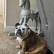 Zehir Jr joined the competition — help win amazing prizes! animal, brown, bulldog, carpet, companion, cute, decor, dog, ears, floor, furniture, home, indoor, leather_couch, pet, portrait, rocking_horse, sitting, white, wrinkles