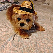 Willow Rose Reyes is registered to the contest to win money with this photo: animal, bed, bedspread, black_nose, brown_fur, close_up, cute, dog, feather, fur, hat, indoor, looking_up, lying_down, patterned_bedspread, paw, pet, small_dog, straw_hat, whiskers