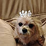 adorable, animal, beige, canine, closeup, couch, cute, dog, domestic_animal, face, fluffy, fur, indoor, pet, portrait, relaxed, resting, small_dog, tiara, tiara_accessory