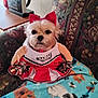 animal, blanket, cheerleader_costume, costume, couch, cute, decor, dog, floral_pattern, furniture, home, indoor, pet, pom_poms, portrait, red_bow, seated, sign, small_dog, table