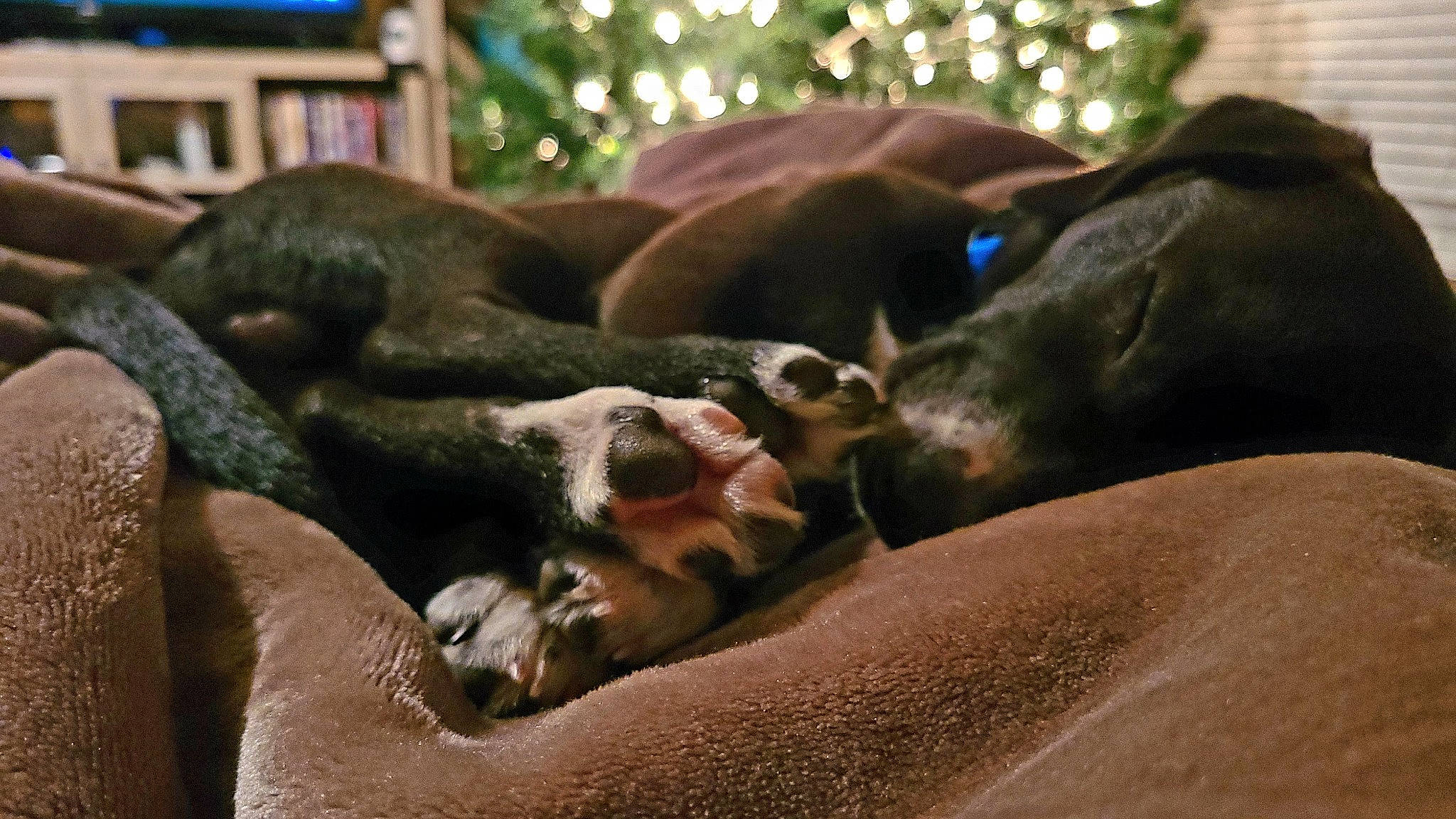 Henley joined the competition — help win amazing prizes! canidae, carnivore, comfort, companion_dog, couch, dog, dog_breed, fawn, fur, guard_dog, hardwood, liver, nap, pointing_breed, snout, sporting_group, terrestrial_animal, whiskers, wood, working_animal