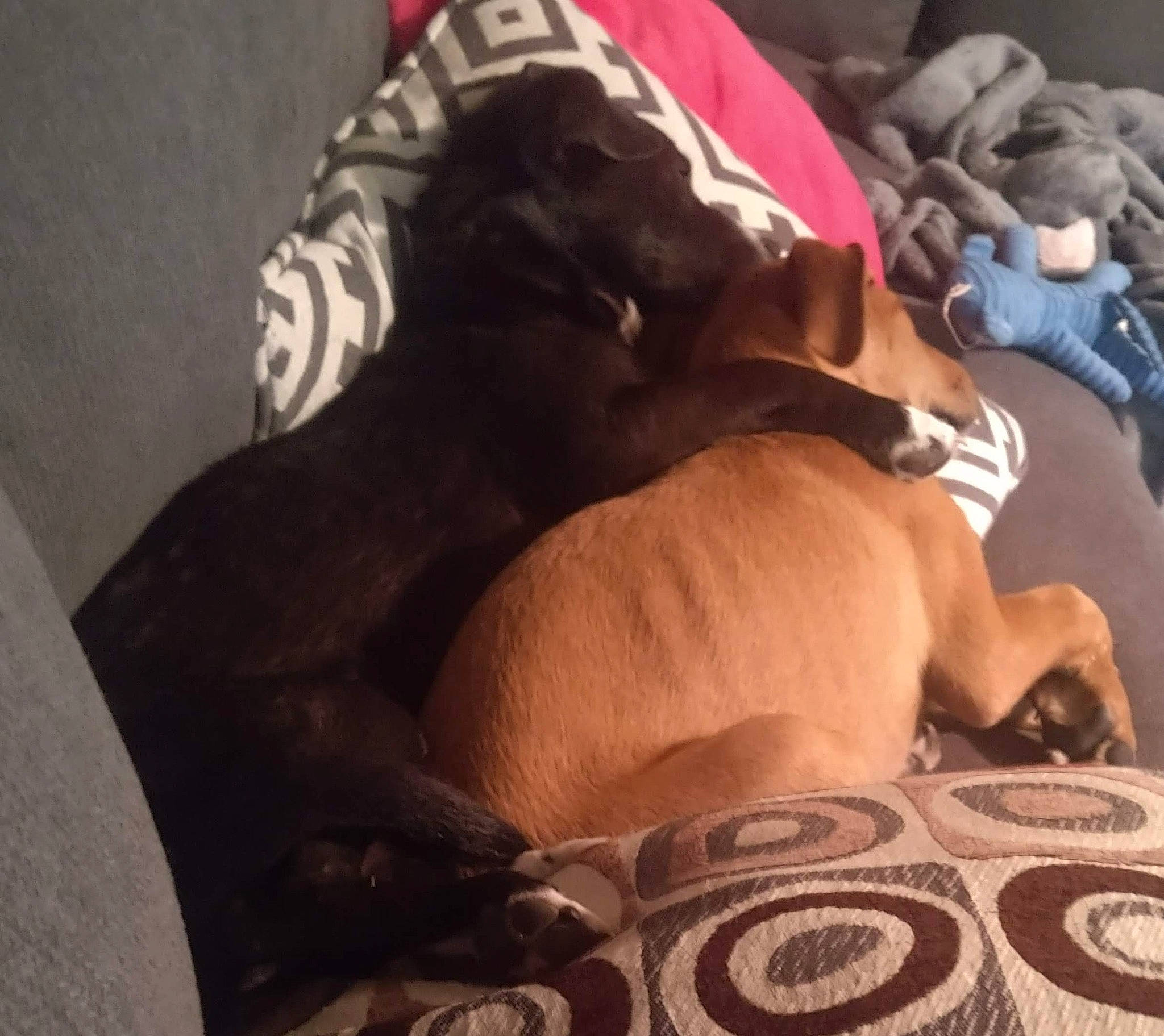 Henley joined the competition — help win amazing prizes! barechested, bed, bed_sheet, bedding, bedroom, canidae, carnivore, comfort, companion_dog, dog, dog_breed, fawn, felidae, linens, nap, sporting_group, tail, toy, toy_dog, working_animal