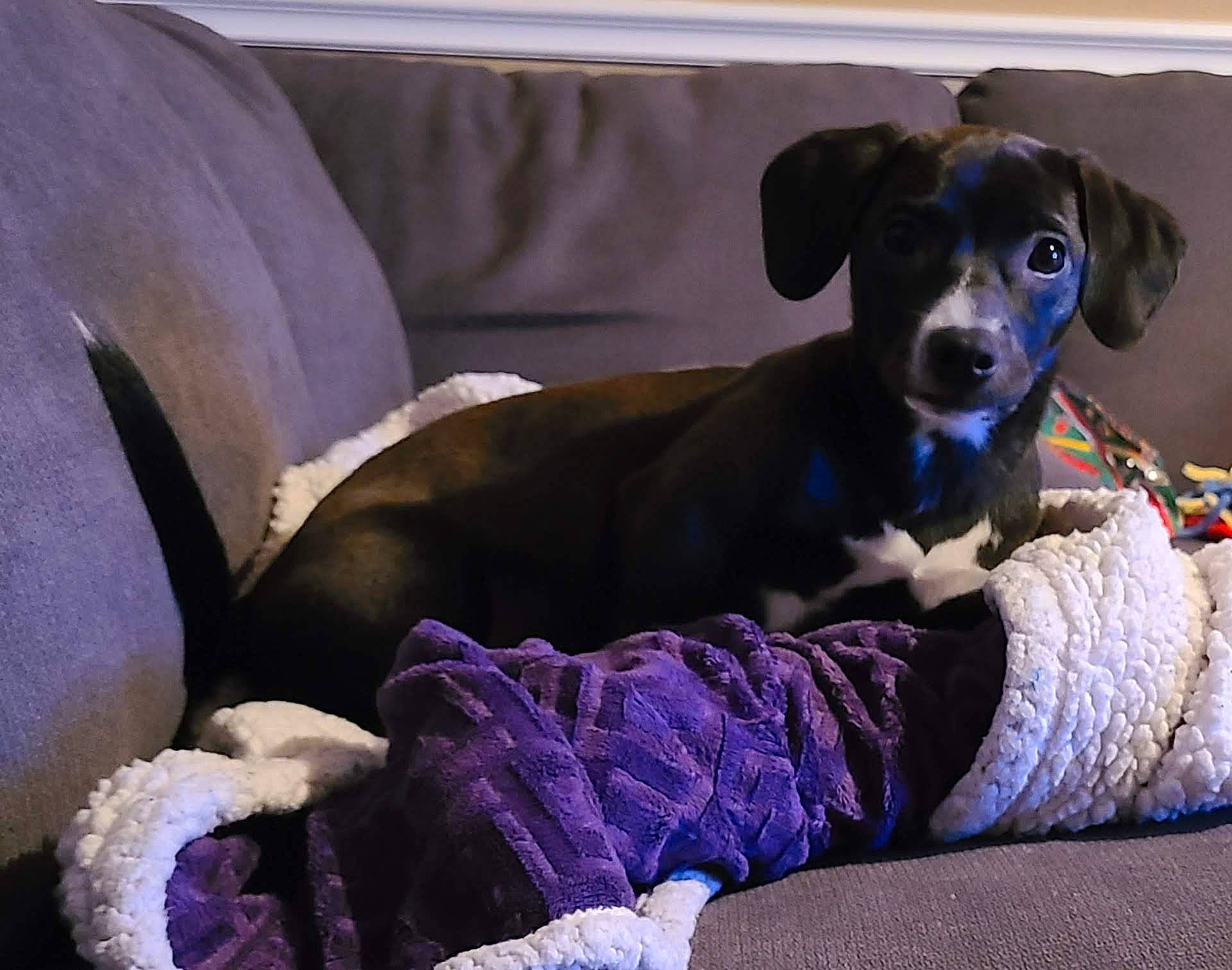 Henley is registered to the contest to win money with this photo: canidae, carnivore, collar, comfort, companion_dog, couch, dog, dog_breed, dog_collar, dog_supply, fawn, guard_dog, linens, living_room, purple, snout, sporting_group, toy_dog, whiskers, working_animal