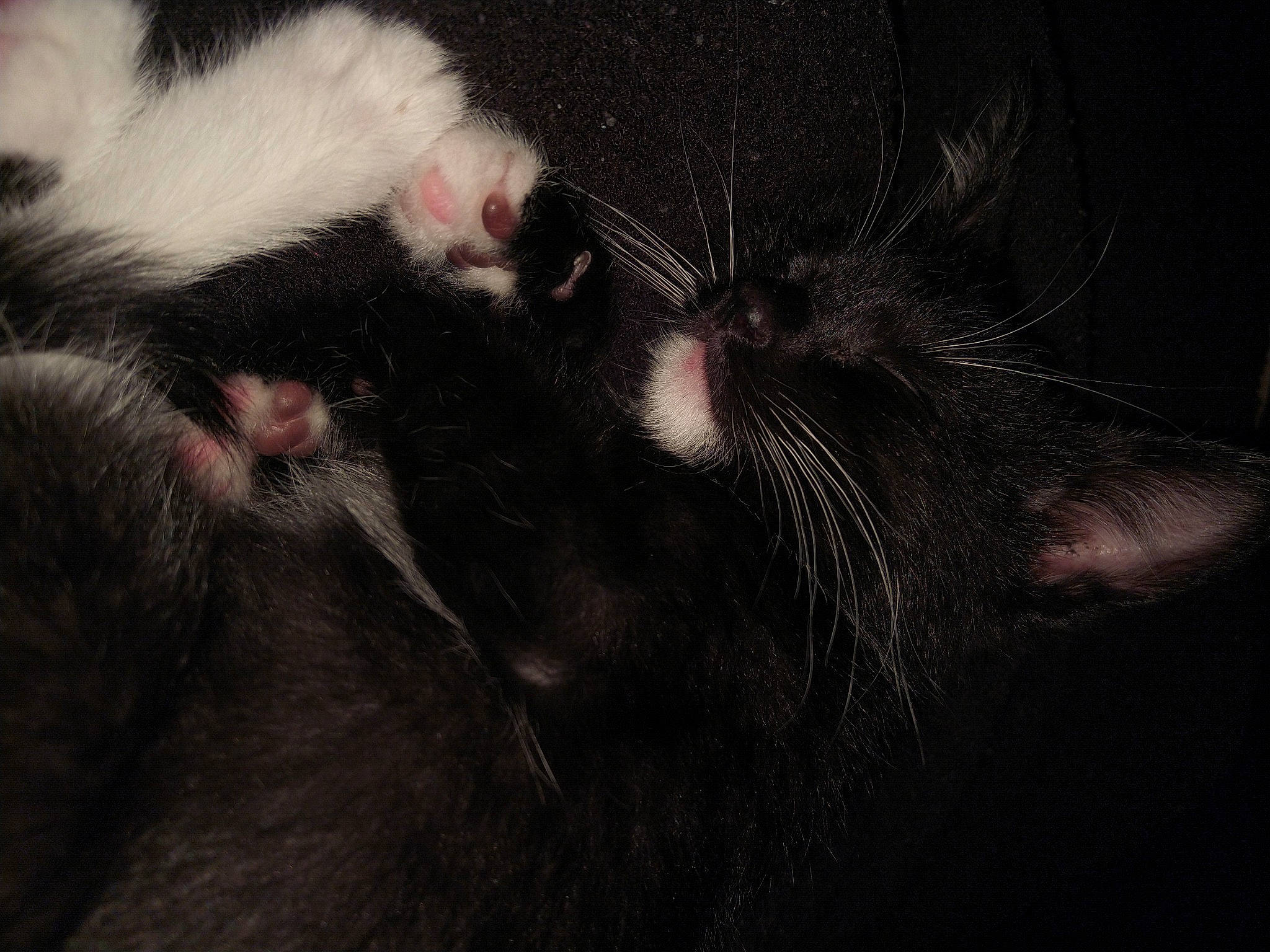 Weezer joined the competition — help win amazing prizes! black_cat, bombay, carnivore, cat, claw, comfort, darkness, domestic_short_haired_cat, felidae, foot, fur, gesture, paw, small_to_medium_sized_cats, snout, tail, terrestrial_animal, whiskers, wildlife