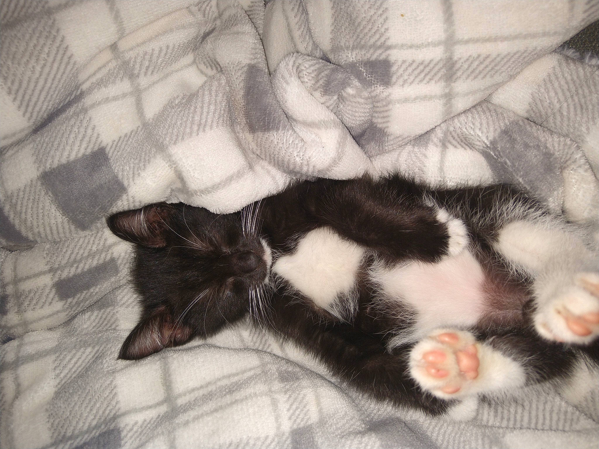 Weezer joined the competition — help win amazing prizes! canidae, carnivore, cat, claw, comfort, dog_breed, domestic_short_haired_cat, felidae, fur, linens, nap, pattern, paw, sleep, small_to_medium_sized_cats, snout, tail, whiskers