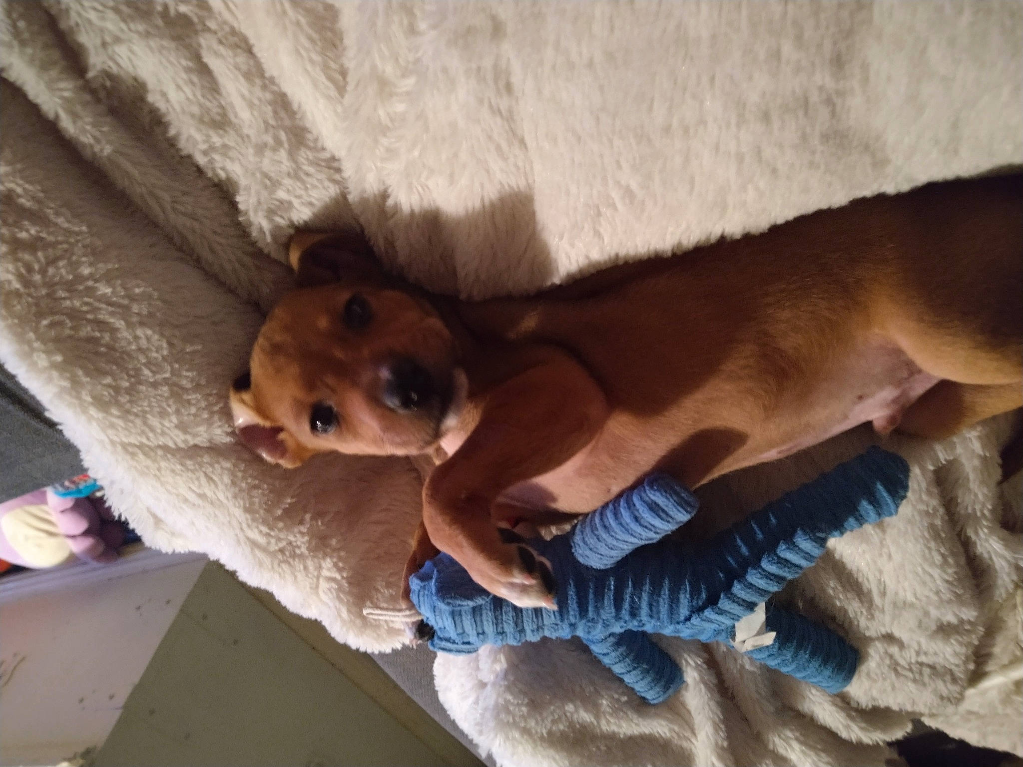 Groot is registered to the contest to win money with this photo: canidae, carnivore, comfort, companion_dog, dog, dog_breed, fawn, flooring, fun, fur, hardwood, mammal, sporting_group, wood