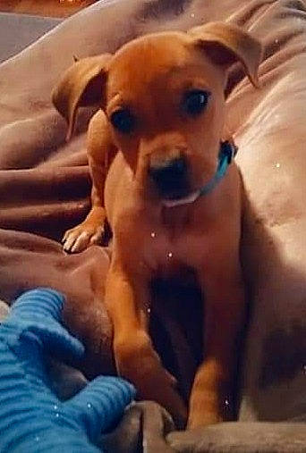 Groot joined the competition — help win amazing prizes! bathing, canidae, carnivore, chest, comfort, companion_dog, dog, dog_breed, dog_collar, dog_supply, ear, fawn, liver, non_sporting_group, paw, pet_supply, snout, sporting_group, whiskers, working_animal