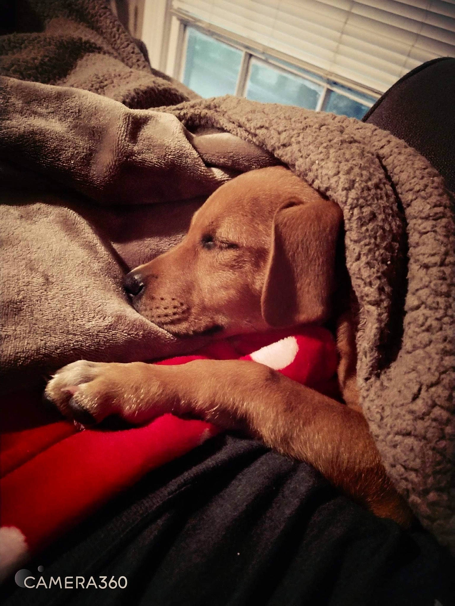 Groot joined the competition — help win amazing prizes! bedtime, canidae, carnivore, cloud, comfort, companion_dog, dog, dog_breed, fawn, fur, gesture, human_leg, linens, snout, sporting_group, tints_and_shades, window, wood, working_animal, wrinkle