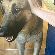 Rocky joined the competition — help win amazing prizes! dog, german_shepherd, pet, indoor, wooden_floor, hand, person, jeans, affection, canine, close_up, fur, mouth, teeth, animal, companion, domestic, friendly, head, brown