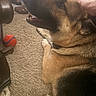 Rocky is registered to the contest to win money with this photo: dog, german_shepherd, carpet, ball, indoor, pet, animal, fur, paw, collar, head_scratch, person, footwear, sandals, leg, couch, leather, relaxation, home, play