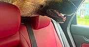 Rocky is registered to the contest to win money with this photo: dog, car_interior, red_leather_seats, window, seatbelt, happy, canine, pet, side_view, open_mouth, tongue_out, daylight, vehicle, leather, transportation, smiling, headrest, seat, looking_out, domestic_animal