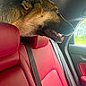 dog, car_interior, red_leather_seats, window, seatbelt, happy, canine, pet, side_view, open_mouth, tongue_out, daylight, vehicle, leather, transportation, smiling, headrest, seat, looking_out, domestic_animal