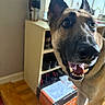 Rocky is registered to the contest to win money with this photo: dog, german_shepherd, indoor, happy, pet, animal, floor, wooden_floor, shoe_rack, package, window, blinds, tongue_out, open_mouth, ears_up, close_up, houseplant, home, smiling, light
