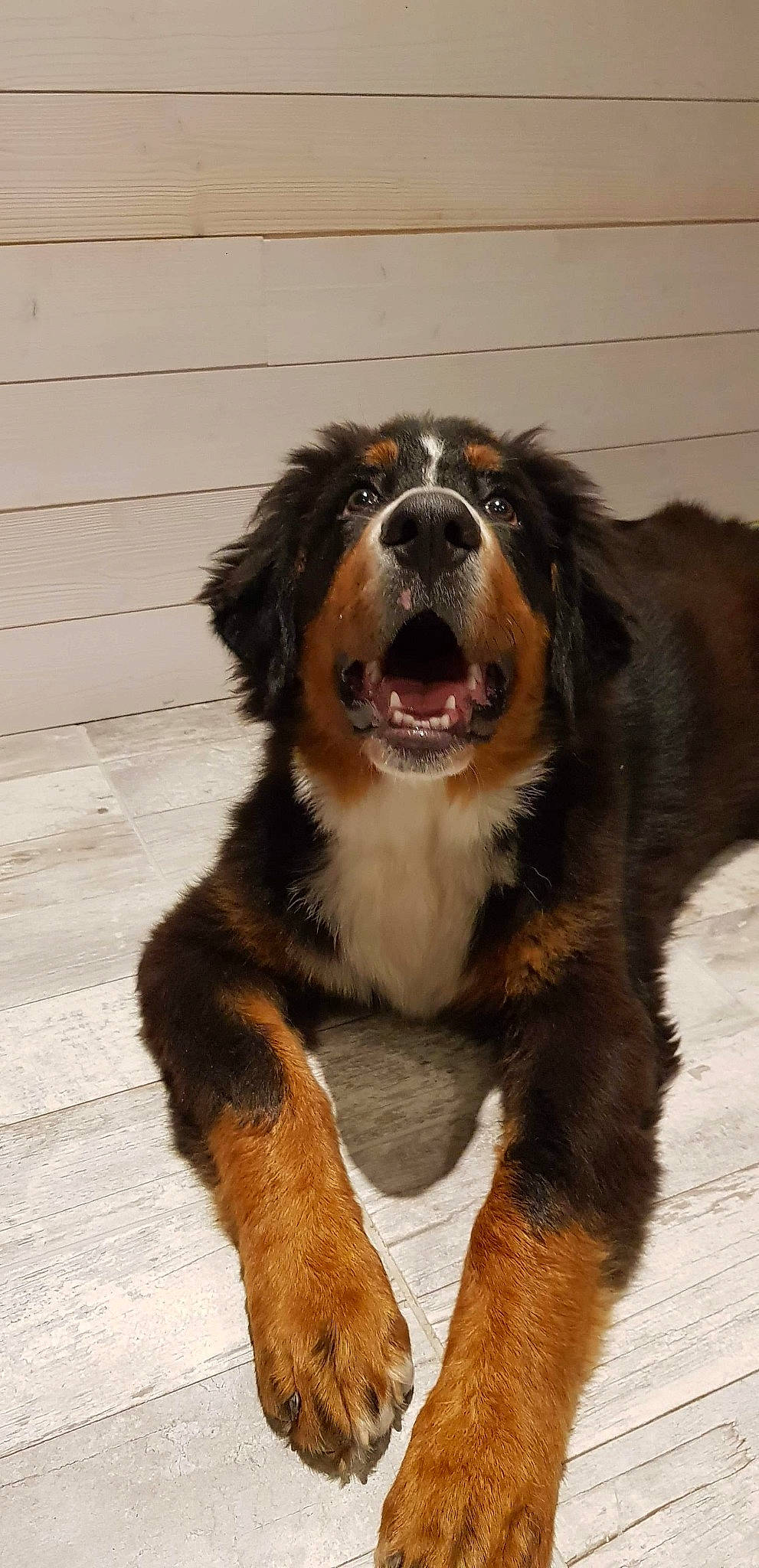 Willow a rejoint le concours — aidez-le/la à gagner de superbes lots ! ancient_dog_breeds, appenzeller_sennenhund, australian_collie, australian_shepherd, bernese_mountain_dog, canidae, carnivore, companion_dog, dog, dog_breed, english_shepherd, fur, giant_dog_breed, greater_swiss_mountain_dog, mammal, rare_breed_dog, snout, sporting_group, vertebrate, working_dog