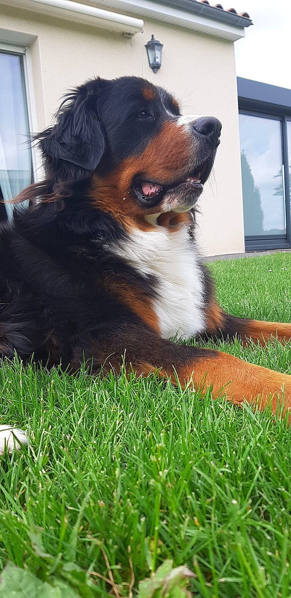 Willow a rejoint le concours — aidez-le/la à gagner de superbes lots ! australian_shepherd, bernese_mountain_dog, canidae, carnivore, companion_dog, dog, dog_breed, english_shepherd, grass, mammal, plant, puppy, rare_breed_dog, snout, sporting_group, vertebrate, working_dog