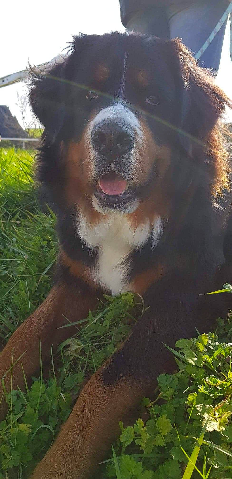 Willow participe au concours pour gagner de l'argent avec cette photo : appenzeller_sennenhund, australian_shepherd, bernese_mountain_dog, canidae, carnivore, companion_dog, dog, dog_breed, english_shepherd, entlebucher_mountain_dog, grass, greater_swiss_mountain_dog, mammal, moscow_watchdog, snout, sporting_group, st_bernard, vertebrate