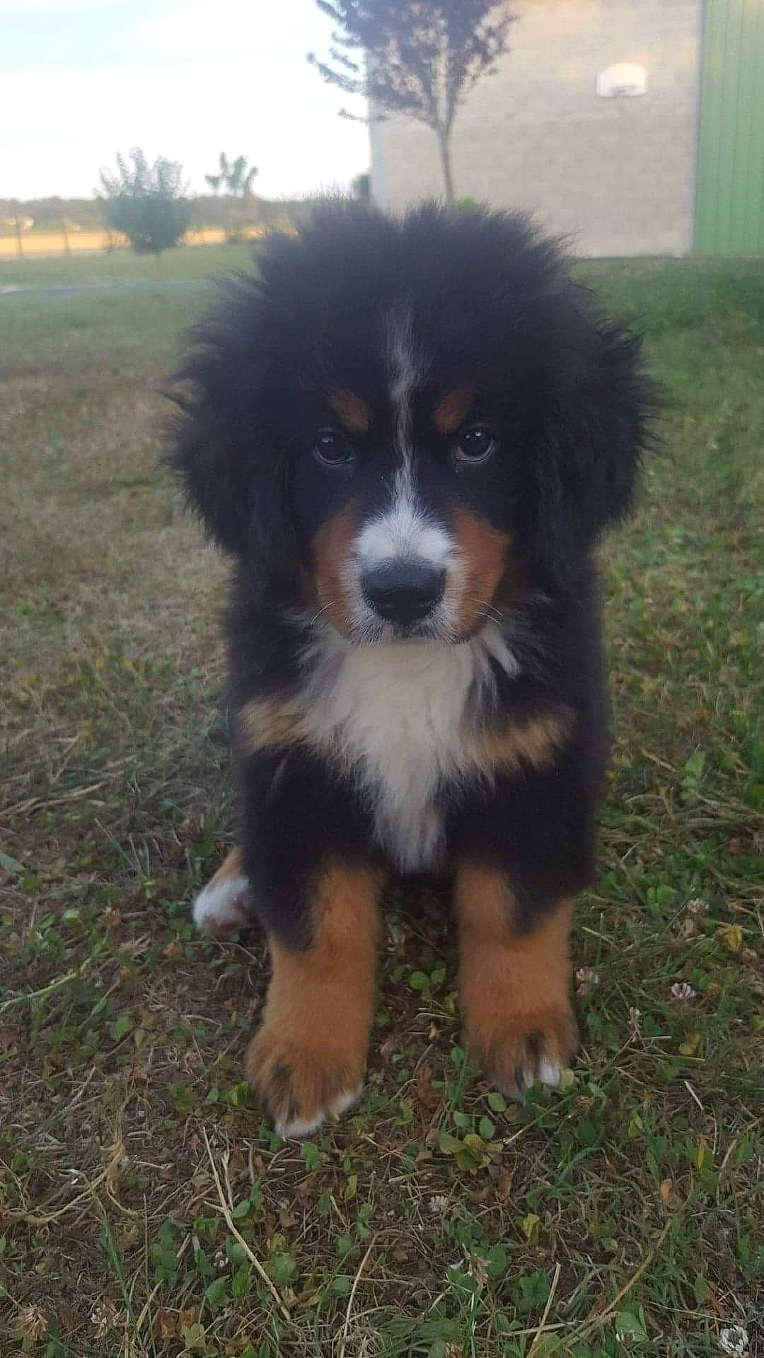 Willow participe au concours pour gagner de l'argent avec cette photo : australian_collie, bernese_mountain_dog, canidae, carnivore, companion_dog, dog, dog_breed, english_shepherd, mammal, miniature_australian_shepherd, puppy, rare_breed_dog, small_greek_domestic_dog, sporting_group, vertebrate