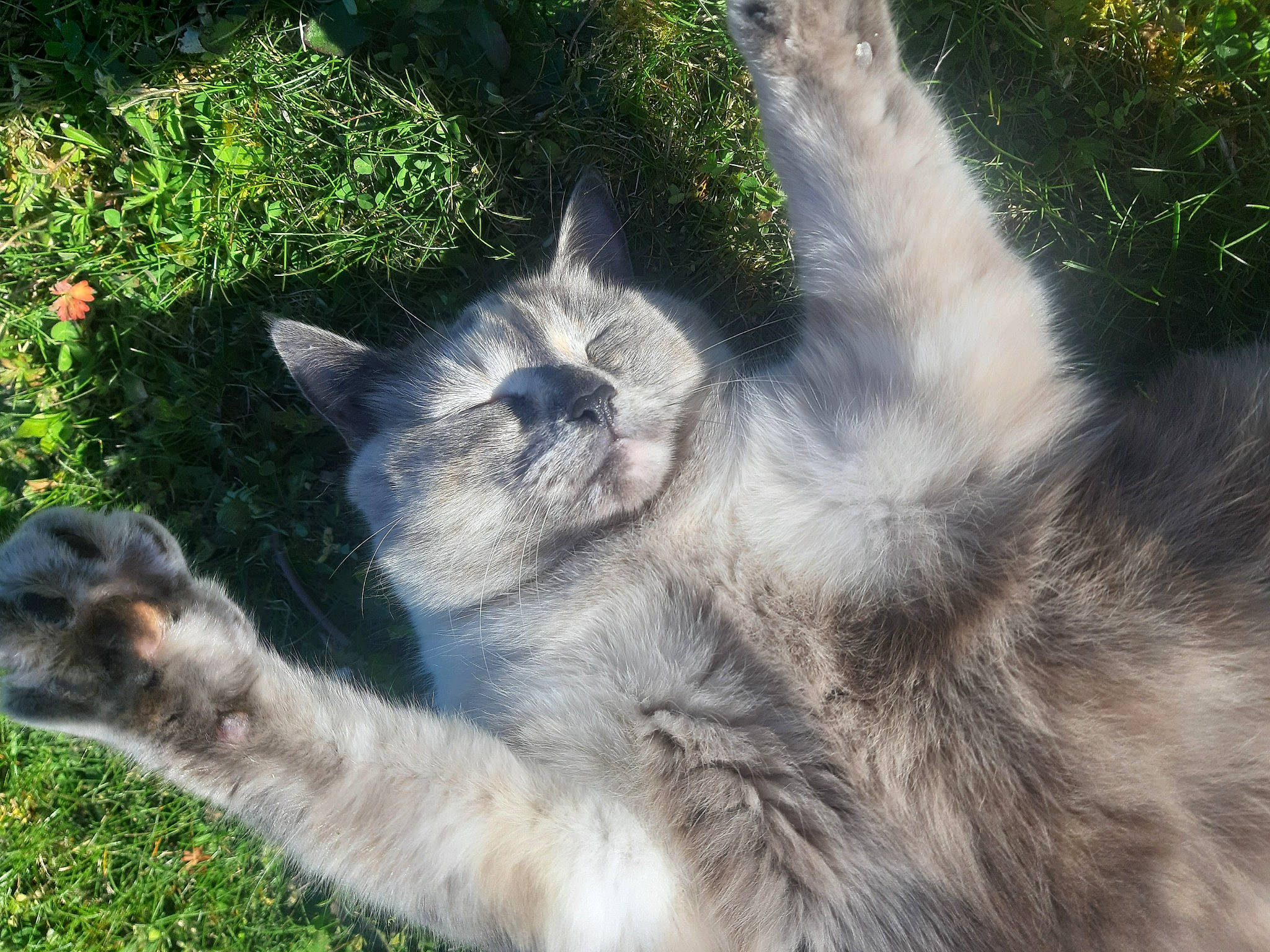 Naya a rejoint le concours — aidez-le/la à gagner de superbes lots ! carnivore, cat, domestic_short_haired_cat, ear, felidae, fur, grass, nebelung, plant, polydactyl_cat, sky, small_to_medium_sized_cats, sunlight, tail, whiskers, wilderness, wildlife