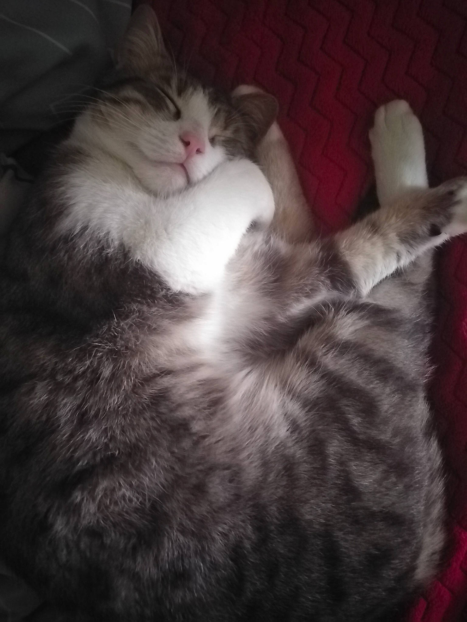 Miss a rejoint le concours — aidez-le/la à gagner de superbes lots ! bed, carnivore, cat, claw, cloud, comfort, darkness, domestic_short_haired_cat, ear, felidae, fur, grey, monochrome, monochrome_photography, nap, paw, small_to_medium_sized_cats, snout, tail, whiskers