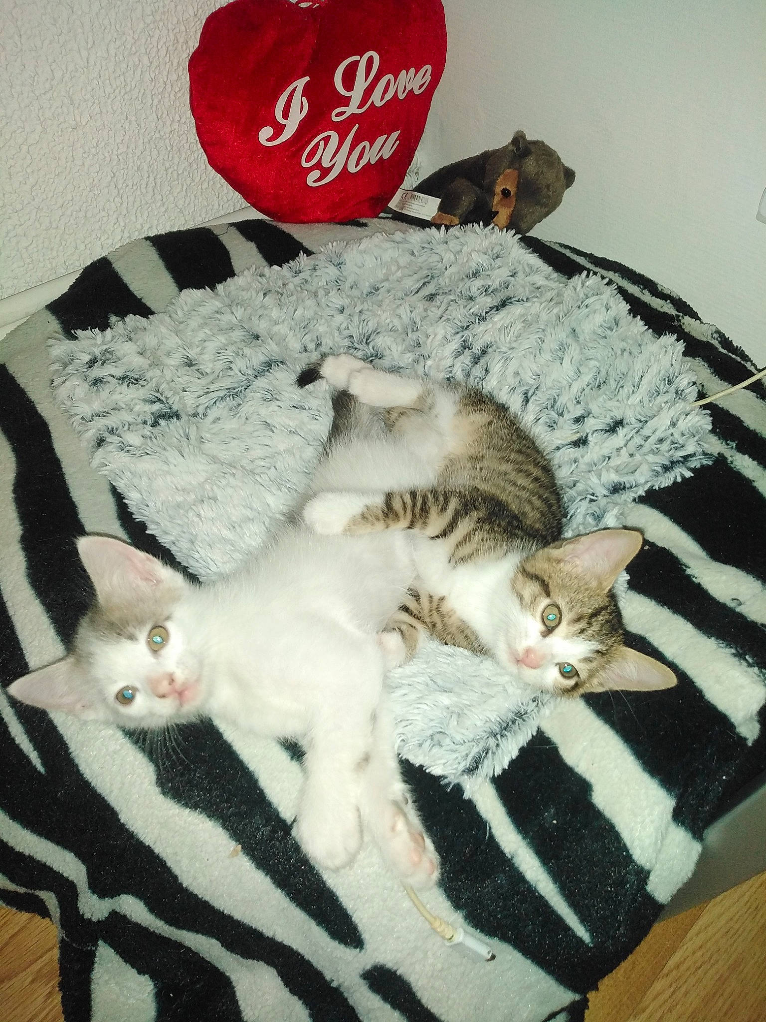 Miss a rejoint le concours — aidez-le/la à gagner de superbes lots ! bed_sheet, carmine, carnivore, cat, comfort, domestic_short_haired_cat, fawn, felidae, font, fur, linens, mammal, pattern, paw, photo_caption, room, small_to_medium_sized_cats, tail, vertebrate, whiskers