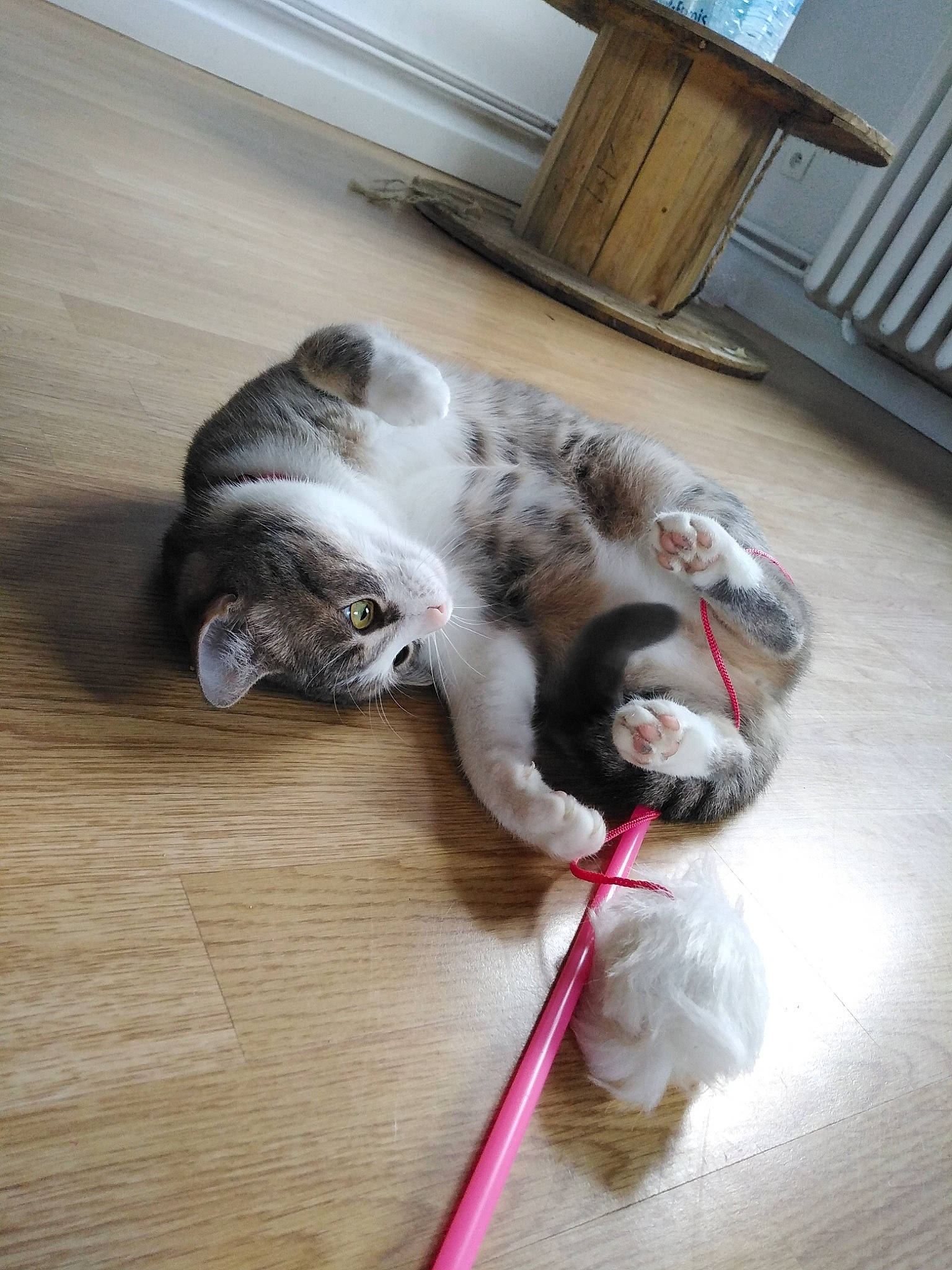 Miss a rejoint le concours — aidez-le/la à gagner de superbes lots ! carnivore, cat, cat_toy, claw, companion_dog, dog_breed, domestic_short_haired_cat, fawn, felidae, floor, flooring, fur, grey, hardwood, paw, small_to_medium_sized_cats, tail, whiskers, wood, yawn