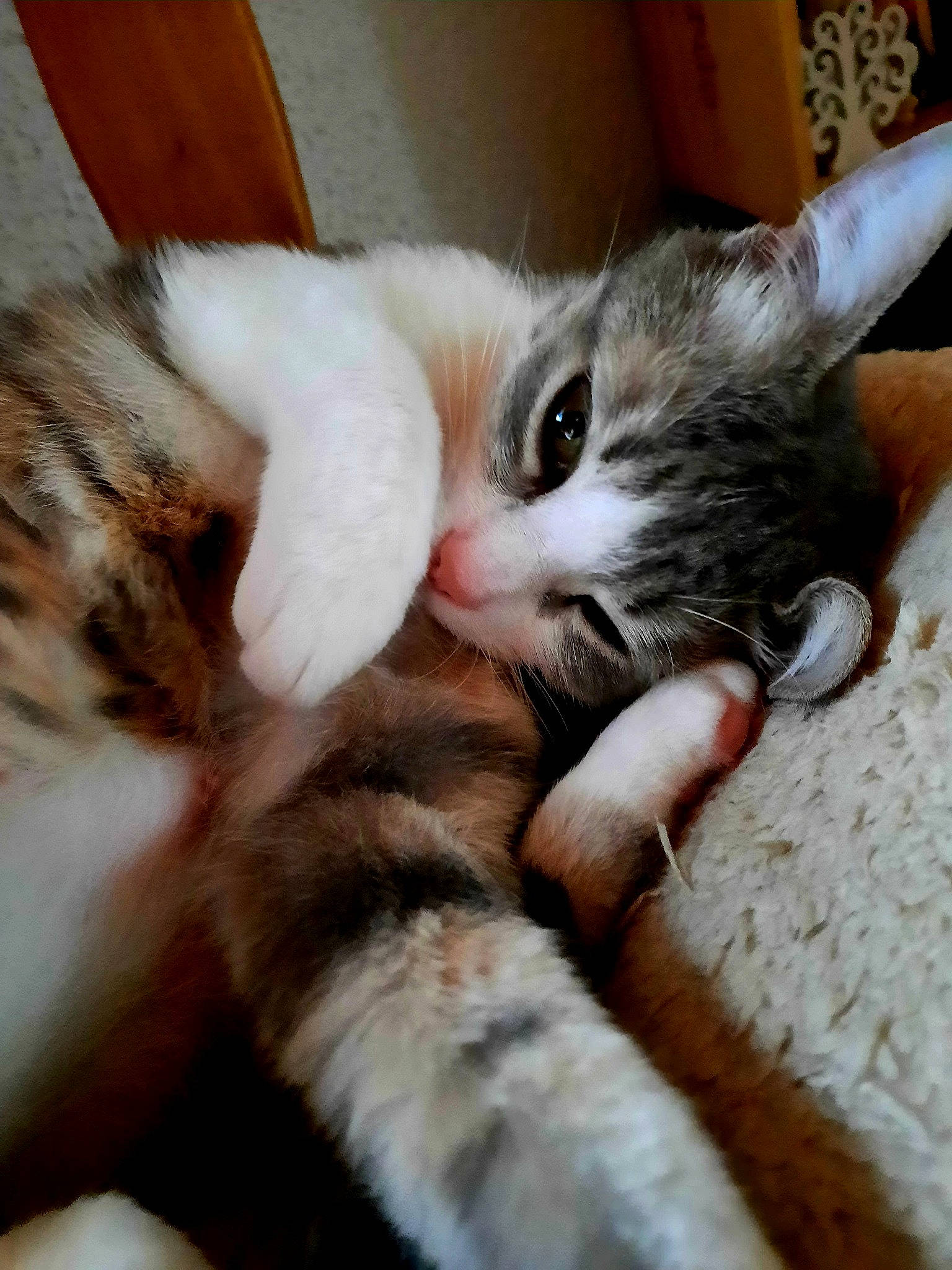 Miss participe au concours pour gagner de l'argent avec cette photo : carnivore, cat, claw, comfort, domestic_short_haired_cat, felidae, fur, hardwood, nap, paw, small_to_medium_sized_cats, snout, tail, whiskers, wood