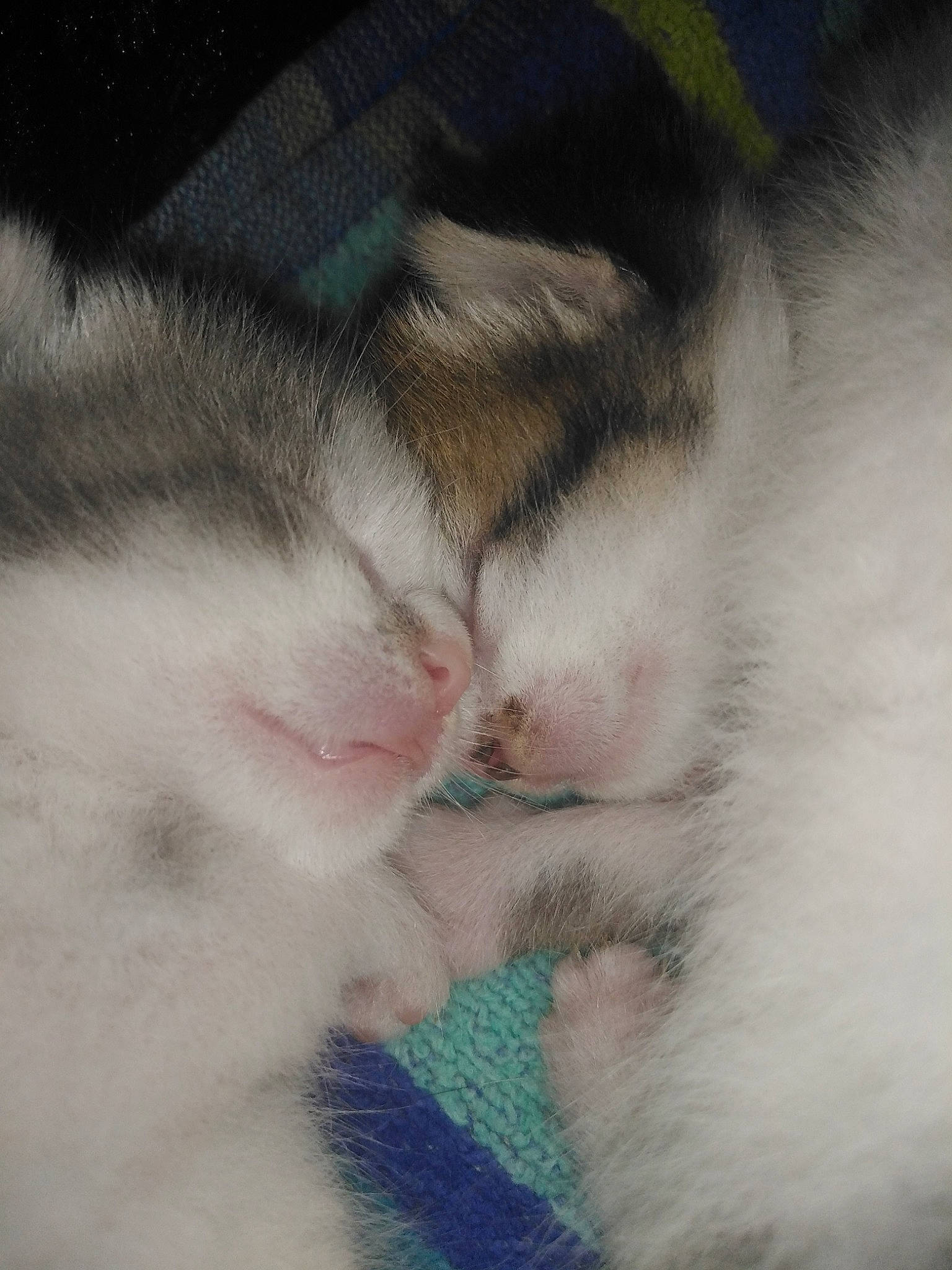 Miss a rejoint le concours — aidez-le/la à gagner de superbes lots ! carnivore, cat, claw, comfort, domestic_short_haired_cat, fawn, felidae, fur, nap, pattern, paw, sleep, small_to_medium_sized_cats, snout, tail, terrestrial_animal, whiskers