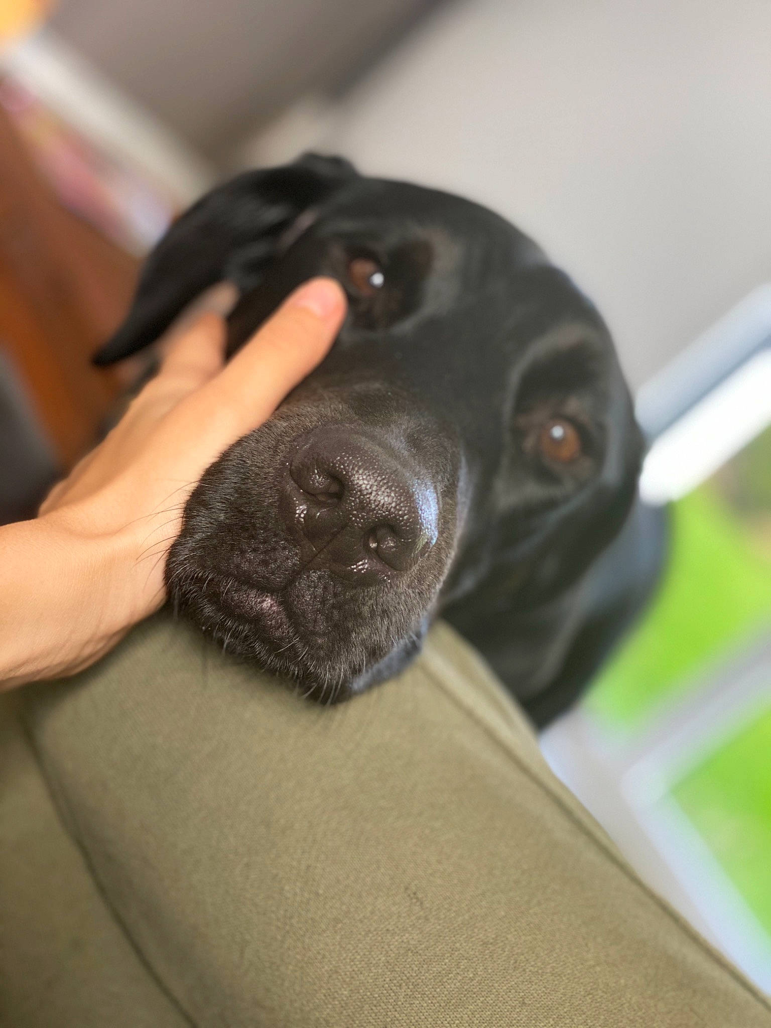 Mona a rejoint le concours — aidez-le/la à gagner de superbes lots ! beagador, borador, canidae, carnivore, dog, dog_breed, fawn, hunting_dog, labrador_retriever, nose, pointer, puppy, retriever, snout, sporting_group