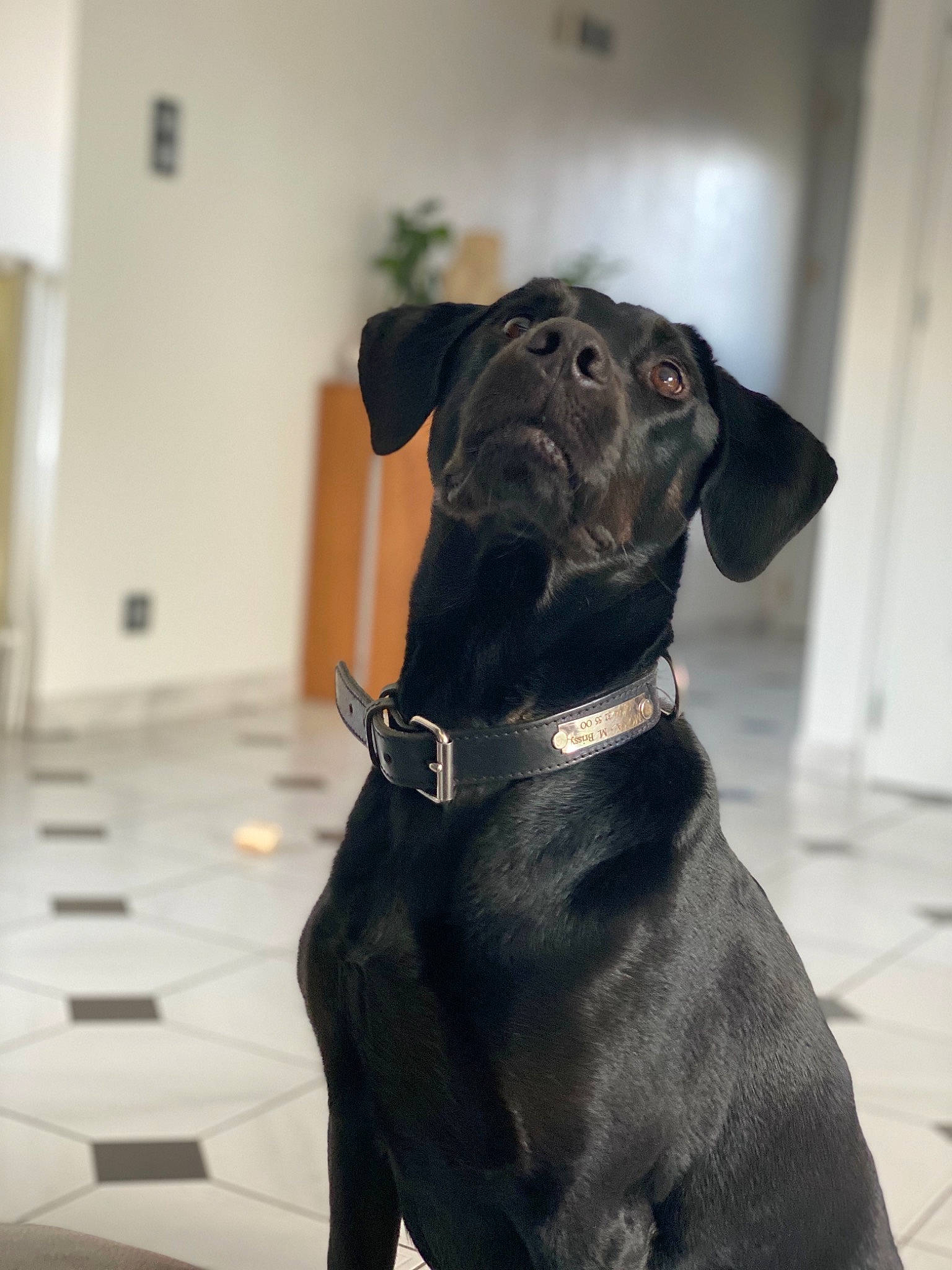 Mona a rejoint le concours — aidez-le/la à gagner de superbes lots ! borador, cane_corso, canidae, carnivore, companion_dog, dog, dog_breed, dog_collar, fawn, great_dane, guard_dog, labrador_retriever, non_sporting_group, patterdale_terrier, snout, sporting_group, tail, working_dog