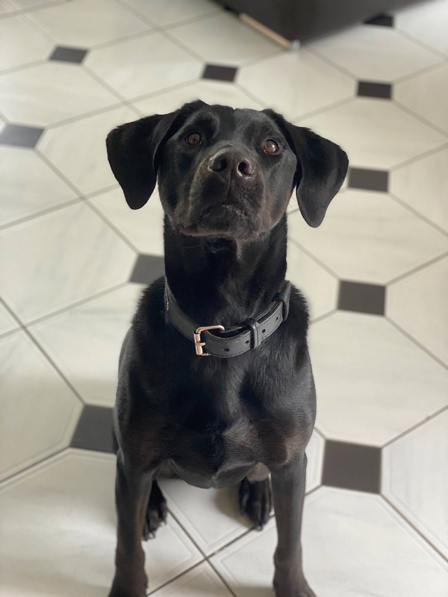 Mona a rejoint le concours — aidez-le/la à gagner de superbes lots ! american_pit_bull_terrier, beagador, borador, canidae, carnivore, companion_dog, dog, dog_breed, dog_collar, labrador_retriever, mammal, patterdale_terrier, puppy, rare_breed_dog, retriever, snout, sporting_group, tail, vertebrate