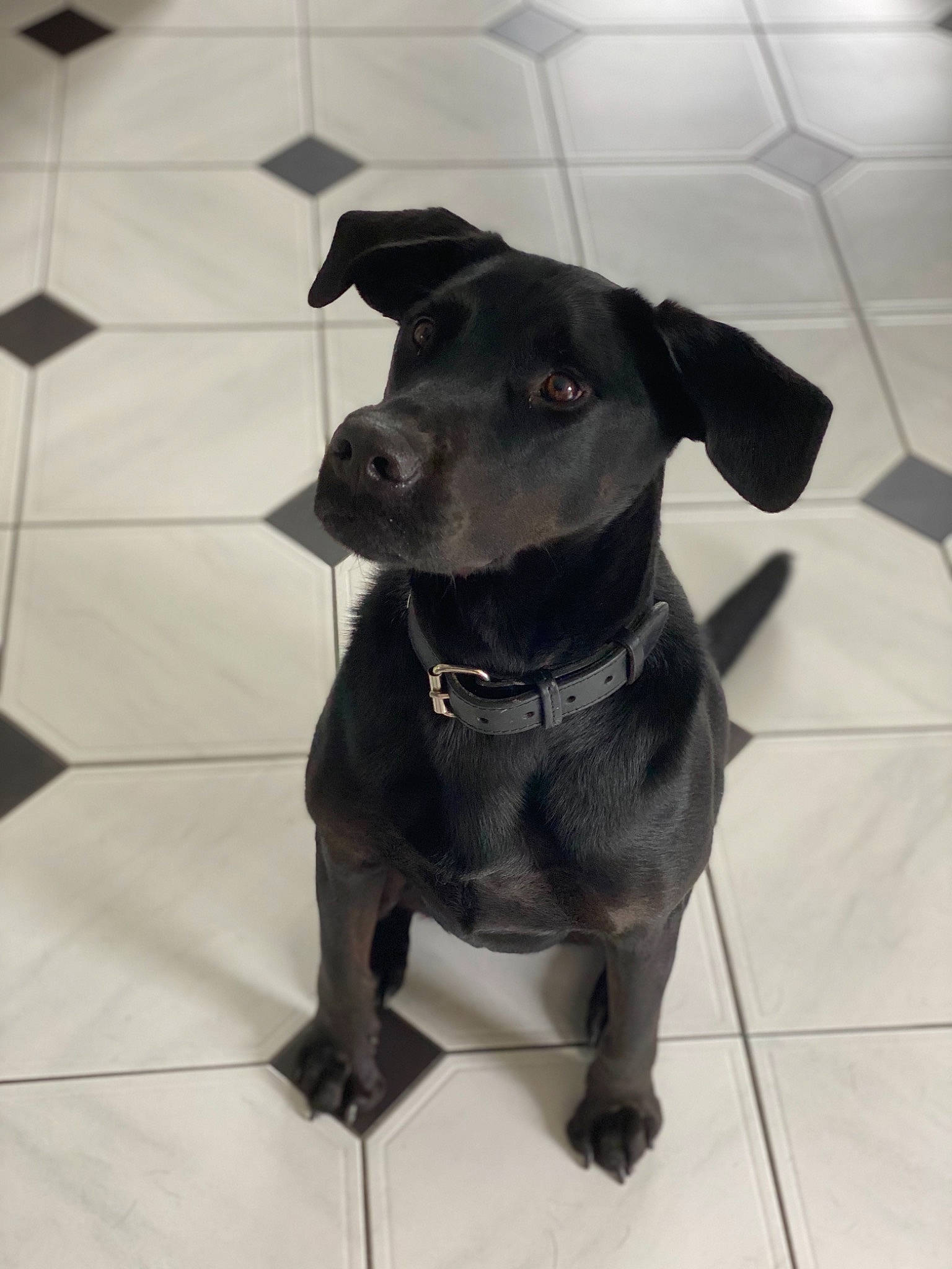 Mona a rejoint le concours — aidez-le/la à gagner de superbes lots ! american_pit_bull_terrier, beagador, borador, canidae, carnivore, dog, dog_breed, dog_collar, formosan_mountain_dog, labrador_retriever, mammal, non_sporting_group, patterdale_terrier, puppy, rare_breed_dog, snout, sporting_group, staffordshire_bull_terrier, tail