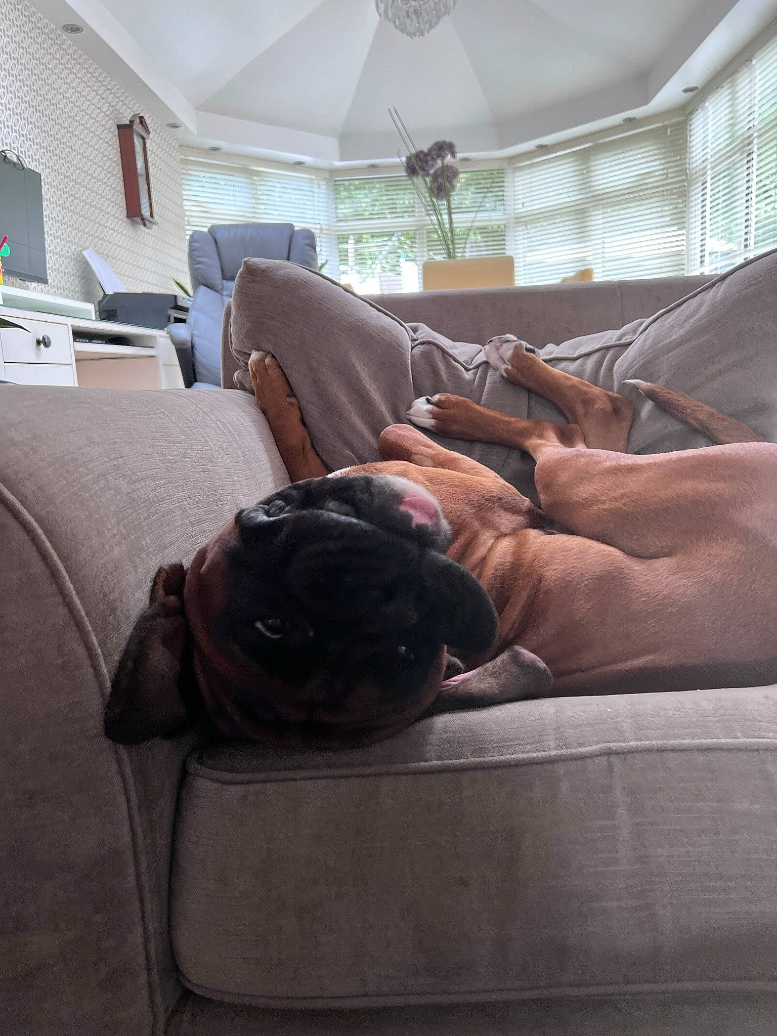 Albert joined the competition — help win amazing prizes! armrest, building, carnivore, ceiling, comfort, companion_dog, couch, dog, dog_breed, floor, flooring, hardwood, house, human_leg, living_room, room, shade, sporting_group, studio_couch, wood