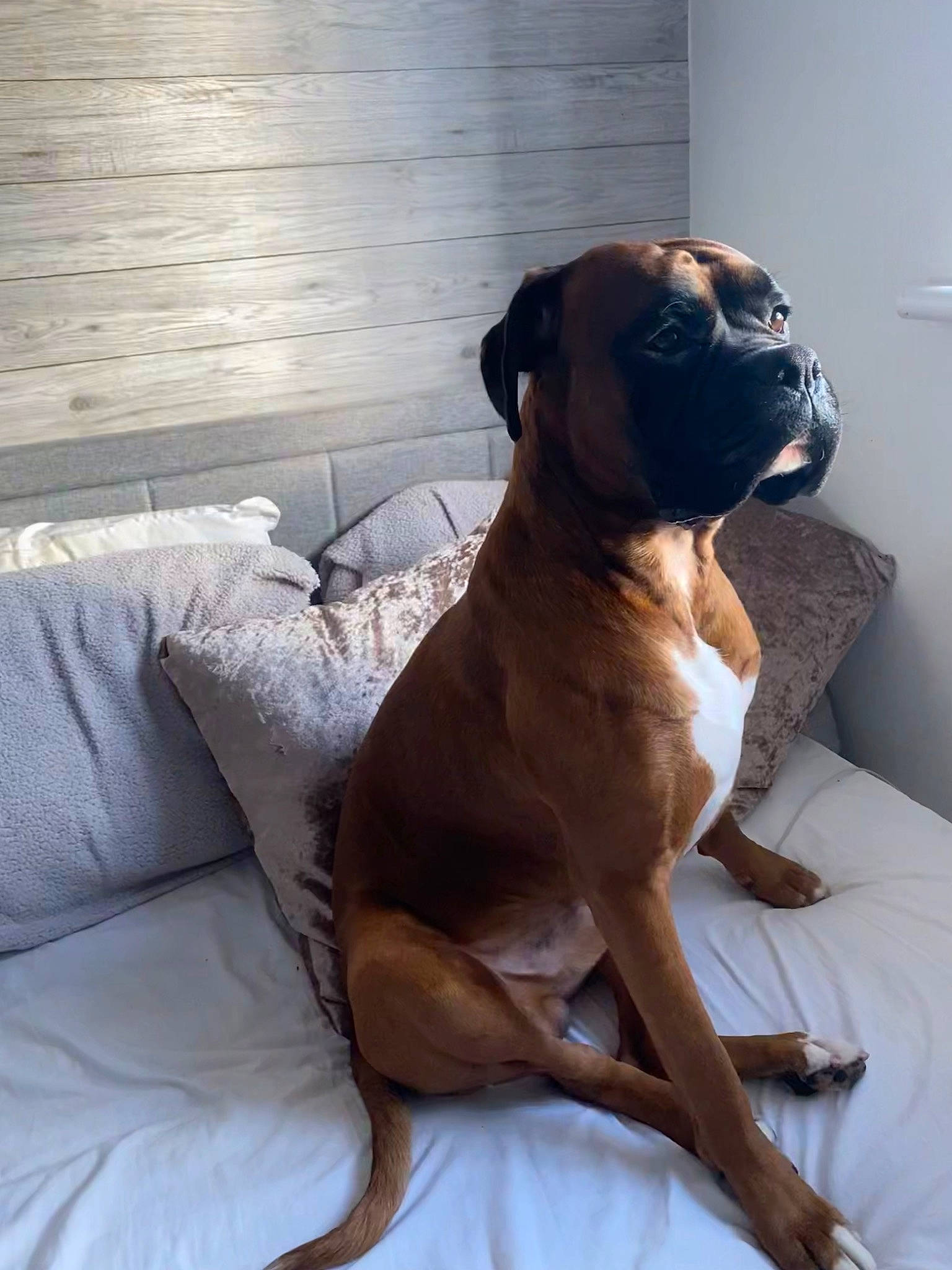 Albert joined the competition — help win amazing prizes! ancient_dog_breeds, brown, canidae, carnivore, comfort, companion_dog, dog, dog_breed, fawn, liver, molosser, non_sporting_group, snout, sporting_group, tail, toy_dog, wood, working_animal, working_dog, wrinkle