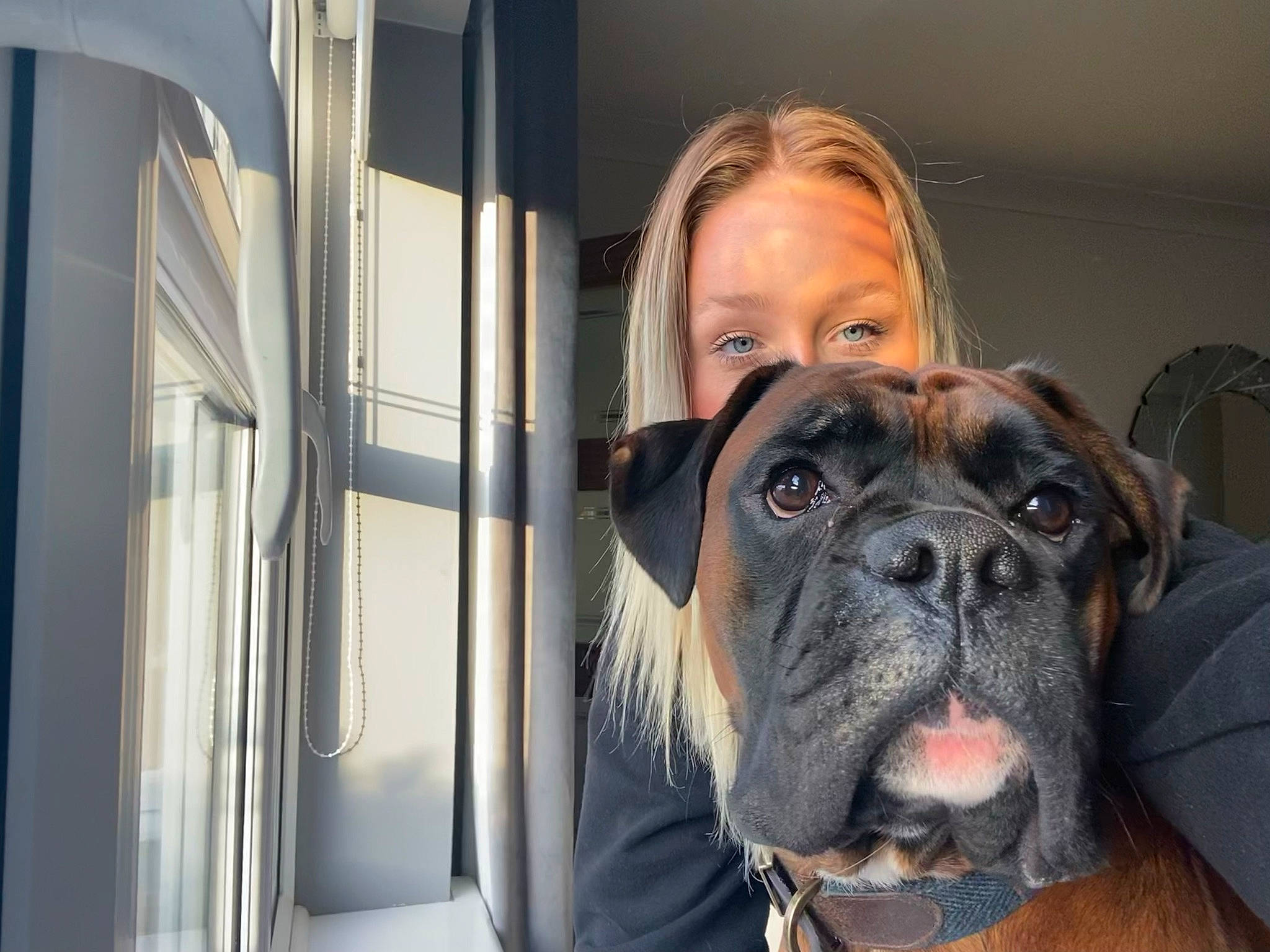 Albert joined the competition — help win amazing prizes! ancient_dog_breeds, boxer, carnivore, collar, companion_dog, dog, dog_breed, dog_collar, ear, fawn, fur, guard_dog, molosser, pet_supply, snout, sporting_group, whiskers, working_animal, working_dog, wrinkle