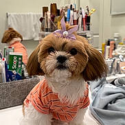 Arlo is registered to the contest to win money with this photo: dog, pet, bathroom, counter, shirt, bow, cute, fluffy, orange_striped_shirt, mirror, towel, beauty_products, sink, fur, small_dog, portrait, indoor, adorable, accessory, groomed