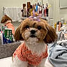dog, pet, bathroom, counter, shirt, bow, cute, fluffy, orange_striped_shirt, mirror, towel, beauty_products, sink, fur, small_dog, portrait, indoor, adorable, accessory, groomed