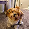 Arlo is registered to the contest to win money with this photo: dog, small_dog, fluffy, carpet, indoor, pet, cute, fur, puppy, head_tilt, curious, brown_and_white, furniture, chair_leg, floor, domestic_animal, companion, adorable, animal, cozy
