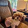 Arlo is registered to the contest to win money with this photo: dog, small_dog, fluffy, pet, indoor, armchair, quilted, brown, cute, outfit, floral, lamp, furniture, cozy, curious, looking, home, dartboard, table, relaxed